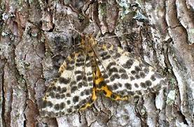 Attēlu rezultāti vaicājumam “Arichanna melanaria”