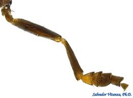 Attēlu rezultāti vaicājumam “Platypezidae”