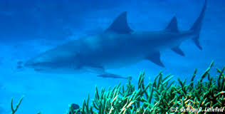 Image result for Negaprion acutidens