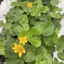 Attēlu rezultāti vaicājumam “Caltha palustris”