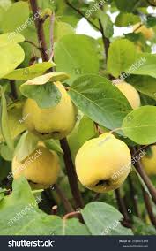 Attēlu rezultāti vaicājumam “Cydonia oblonga fruit”