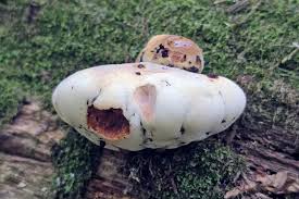 Attēlu rezultāti vaicājumam “Buglossoporus quercinus”