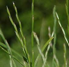 Attēlu rezultāti vaicājumam “Lolium perenne”