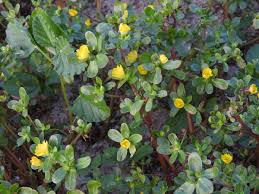 Attēlu rezultāti vaicājumam “Portulaca oleracea leaf”