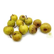 Attēlu rezultāti vaicājumam “Pyrus pyraster fruit”