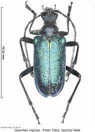 Attēlu rezultāti vaicājumam “Gaurotes virginea”