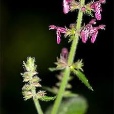 Attēlu rezultāti vaicājumam “Stachys sylvatica flower”