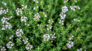 Image result for Bohnenkraut