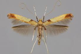 Attēlu rezultāti vaicājumam “Caloptilia hemidactylella”