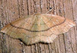 Attēlu rezultāti vaicājumam “Eilema depressa imago”