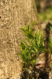 Attēlu rezultāti vaicājumam “Mercurialis perennis bud”