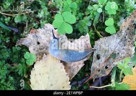 Attēlu rezultāti vaicājumam “Krynickillus melanocephalus”