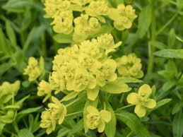 Attēlu rezultāti vaicājumam “Euphorbia palustris flower”