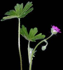 Attēlu rezultāti vaicājumam “Geranium molle flower”