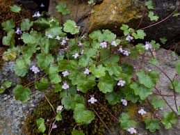 Attēlu rezultāti vaicājumam “Saxifraga cymbalaria”