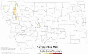 Attēlu rezultāti vaicājumam “Cynodontium strumiferum”