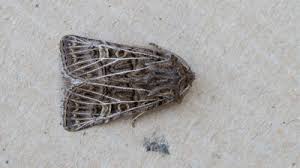 Attēlu rezultāti vaicājumam “Tholera decimalis male”