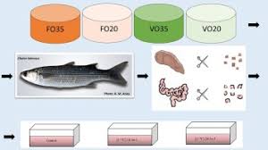 Image result for Chelon dumerili