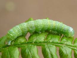 Attēlu rezultāti vaicājumam “Orthosia sp. larva”