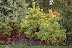 Attēlu rezultāti vaicājumam “Pinus sylvestris”