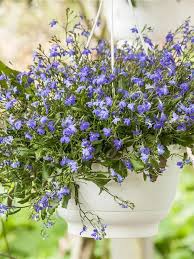 Image result for Männertreu