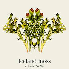 Attēlu rezultāti vaicājumam “Cetraria islandica”