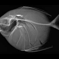 Image result for Paragaleus pectoralis