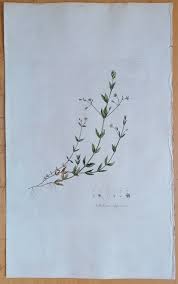 Attēlu rezultāti vaicājumam “Stellaria uliginosa”