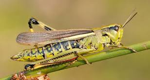 Attēlu rezultāti vaicājumam “Stethophyma grossum”