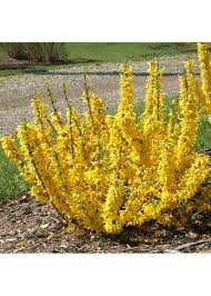 Attēlu rezultāti vaicājumam “Forsythia”