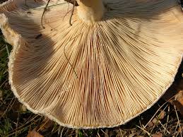 Attēlu rezultāti vaicājumam “Lactarius torminosus”