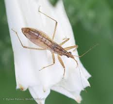 Attēlu rezultāti vaicājumam “Nabis limbatus”