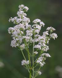 Attēlu rezultāti vaicājumam “Galium boreale fruit”