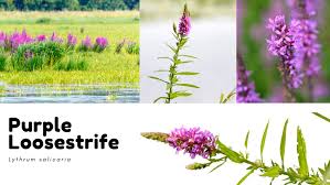 Attēlu rezultāti vaicājumam “Lythrum salicaria flower”