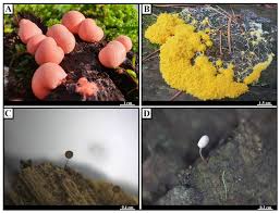 Attēlu rezultāti vaicājumam “Comatricha fragilis spores”