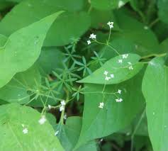Attēlu rezultāti vaicājumam “Galium triflorum leaf”