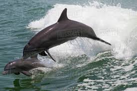 Image result for Tursiops truncatus