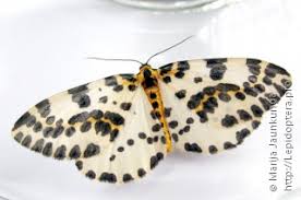 Attēlu rezultāti vaicājumam “Abraxas grossulariata imago”