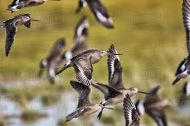 Image result for Limosa haemastica