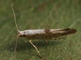 Attēlu rezultāti vaicājumam “Argyresthia semifusca”