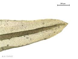Attēlu rezultāti vaicājumam “Didymodon tophaceus”