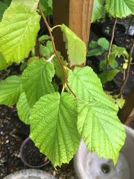 Attēlu rezultāti vaicājumam “Corylus avellana leaf”