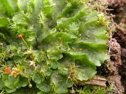 Attēlu rezultāti vaicājumam “Phaeoceros laevis subsp. carolinianus”