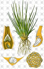 Attēlu rezultāti vaicājumam “Isoetes lacustris leaf”