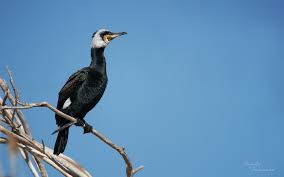 Attēlu rezultāti vaicājumam “Phalacrocorax carbo adult”