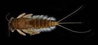 Attēlu rezultāti vaicājumam “Ephemeroptera larva”