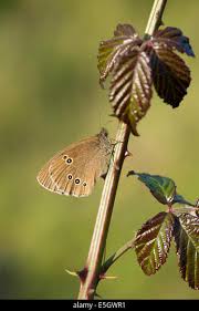 Attēlu rezultāti vaicājumam “Aphantopus hyperantus underside”