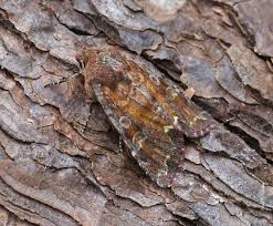 Attēlu rezultāti vaicājumam “Ceramica pisi”