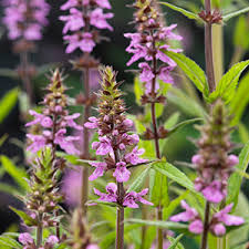 Attēlu rezultāti vaicājumam “Stachys palustris flower”