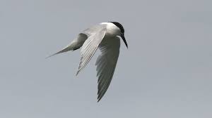 Attēlu rezultāti vaicājumam “Sterna sandvicensis”